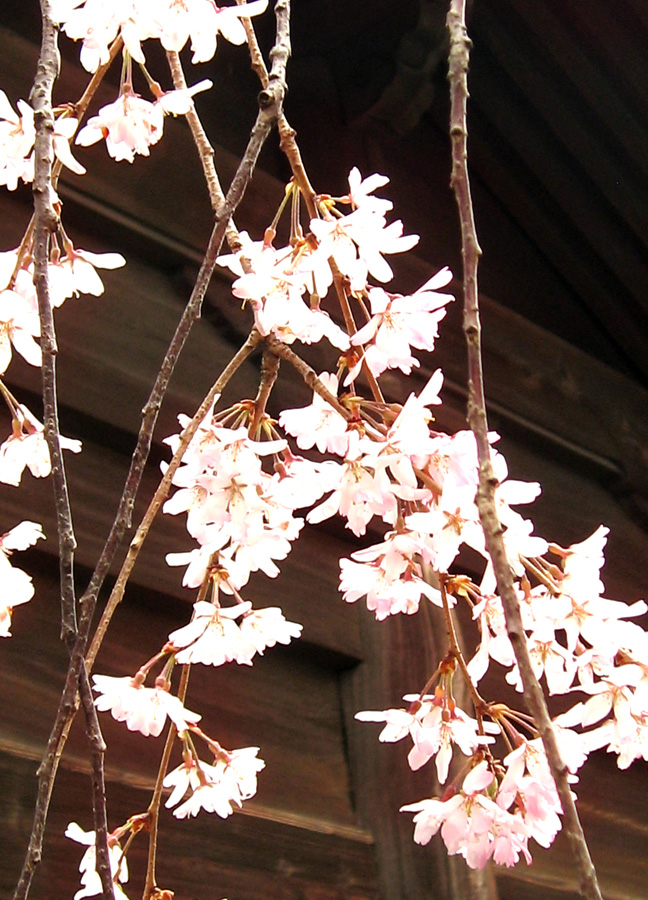 2013桜_d0129249_17445540.jpg