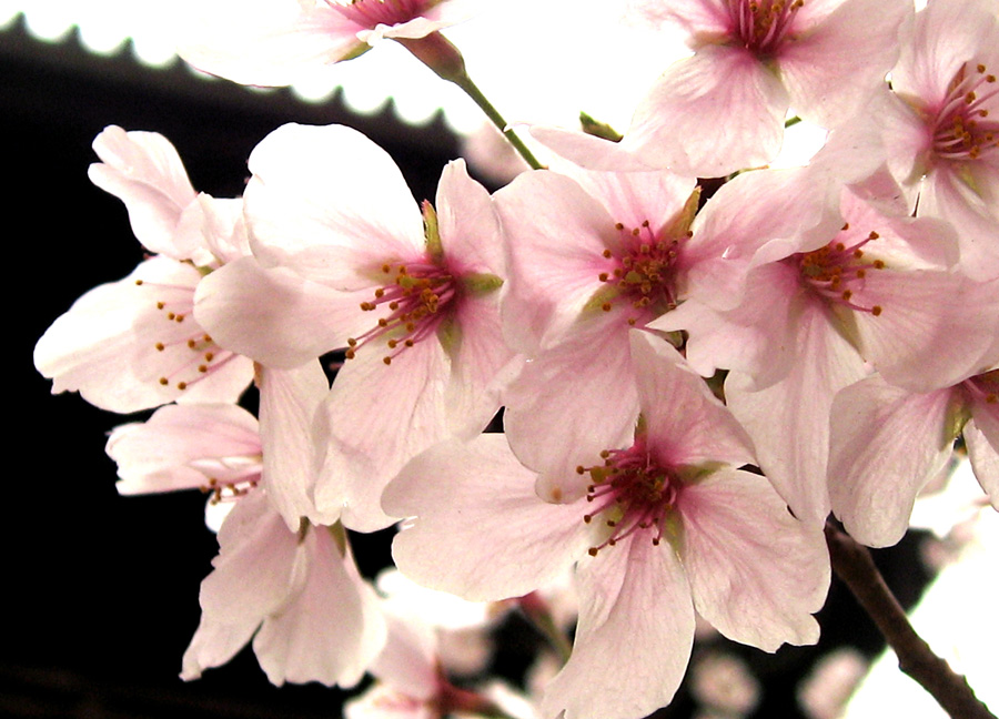 2013桜_d0129249_17455782.jpg