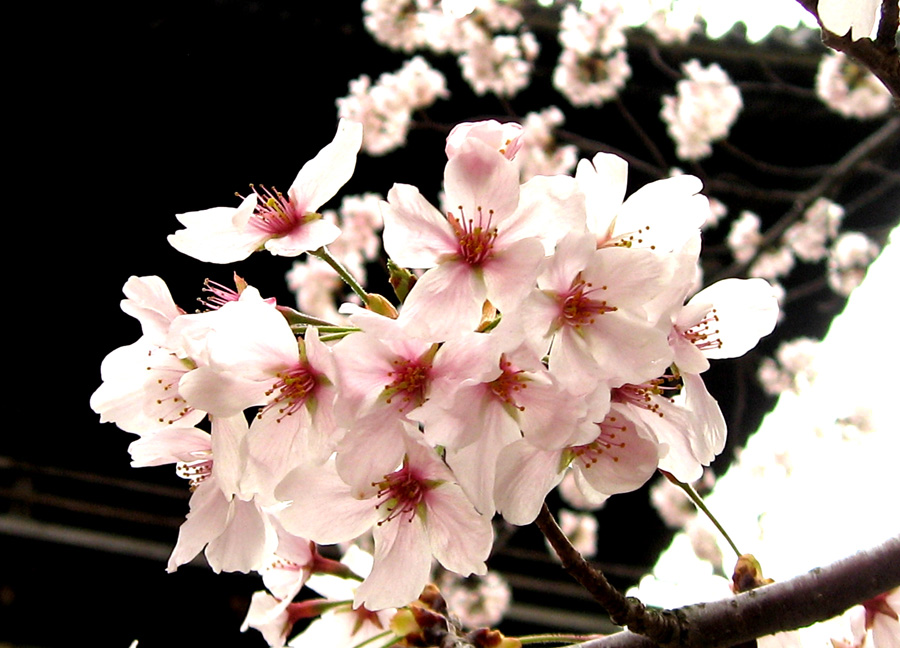 2013桜_d0129249_17464274.jpg