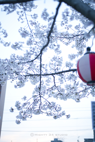 2013早朝桜_f0006253_17584629.jpg