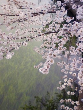 八ッ場ダム東京高裁判決と「撤退」と厚労省「新水道ビジョン」_f0197754_1992931.jpg