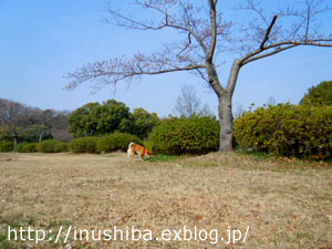 桜流しの雨･･･。_a0286855_9514535.jpg