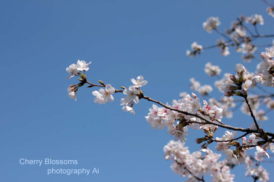 再び桜_b0252555_0345145.jpg