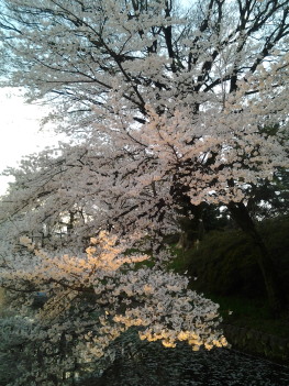 高崎の桜_a0061057_22334732.jpg