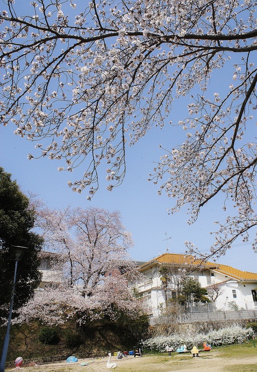 タコ公園・カイガラ公園の桜_b0063958_2145268.jpg