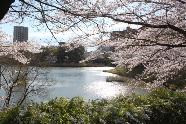 満開の桜を眺められるカフェへ_c0153259_2081626.jpg