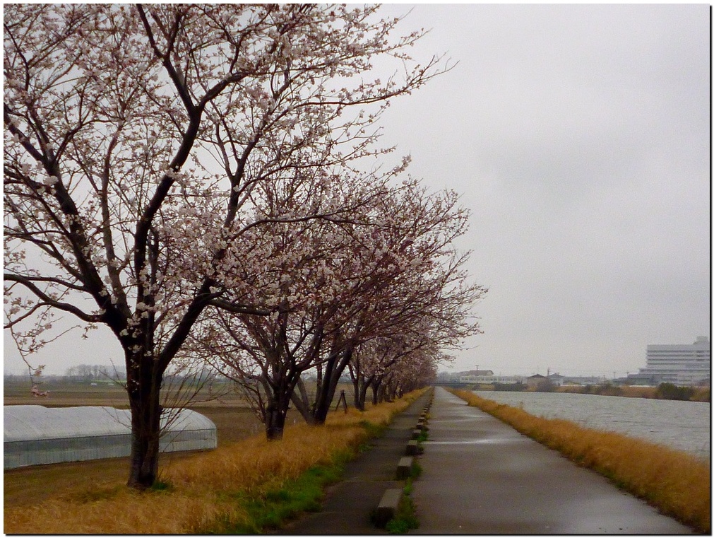 川北大橋～木場潟～今江潟～松任グリーンパーク_a0240761_18264458.jpg