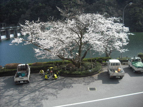 ダム湖も、春真っ直中！桜の花も満開となりました。_e0241563_15231923.jpg