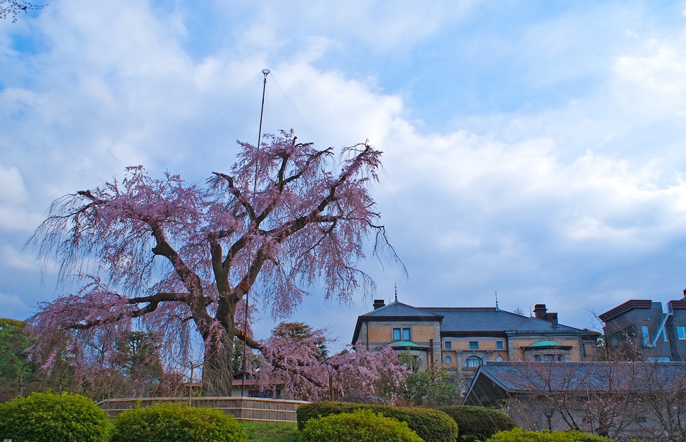 ２０１３桜～円山公園とその界隈_f0102363_2032481.jpg
