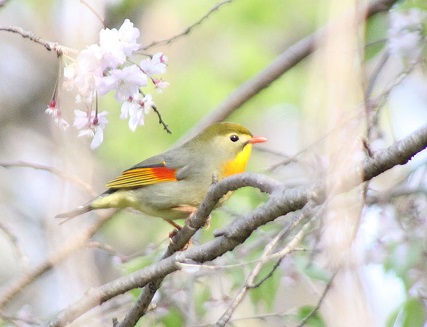 ソウシチョウの春♪　_f0139465_20481759.jpg