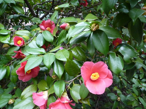 a0297366_129710.jpg