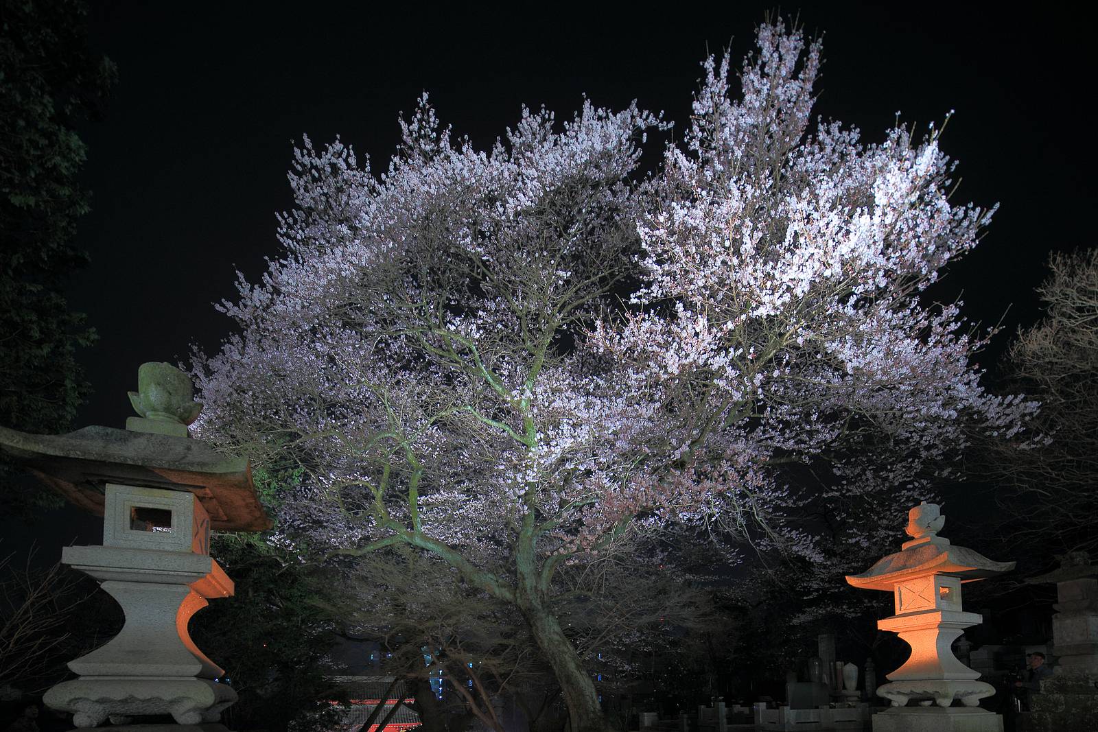 宇都宮市にある 慈光寺 の夜桜ライトアップ Tochigi Four Seasons