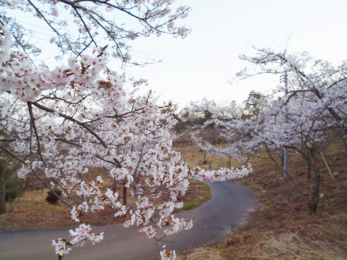 安浦の桜は満開～♪_e0175370_23144982.jpg