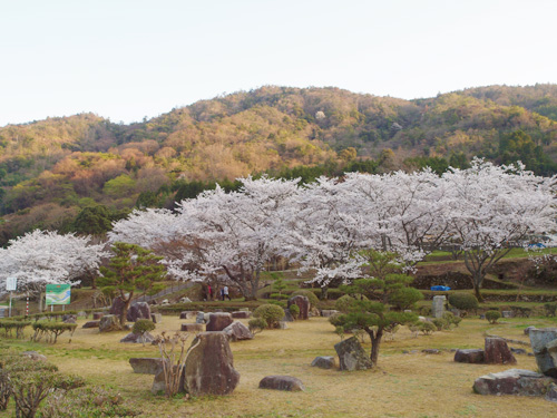 安浦の桜は満開~♪_e0175370_23165594.jpg