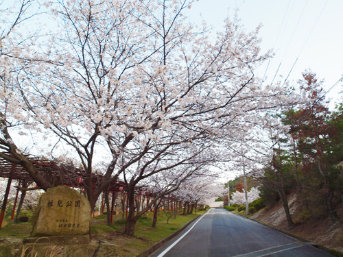 安浦の桜は満開～♪_e0175370_23174372.jpg
