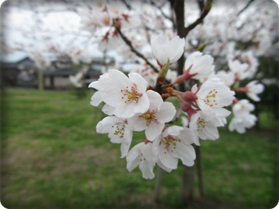 花見をするには。。。。_b0149071_1641119.jpg