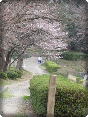 花見をするには。。。。_b0149071_1644397.jpg