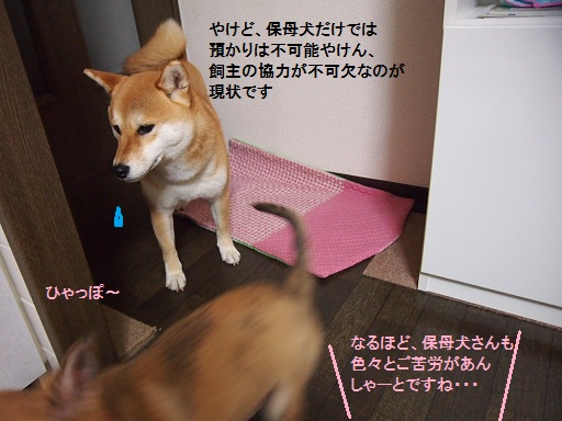 柴犬保育園の巻_f0253473_1131256.jpg