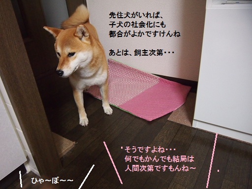 柴犬保育園の巻_f0253473_11312673.jpg