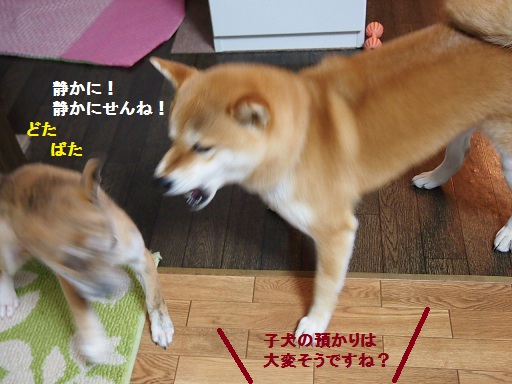 柴犬保育園の巻_f0253473_11322944.jpg