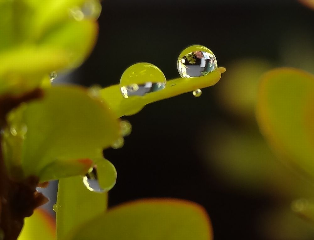 雨上がりの雫と、サクラ♪_e0264374_1741011.jpg