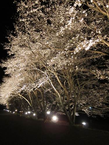 桜並木のライトアップ！_d0124278_223104.jpg