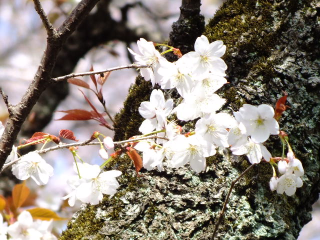 ４月１日　妙楽寺と長尾神社_e0145782_21193064.jpg