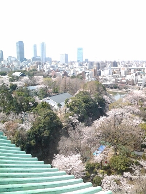 桜_a0143383_049573.jpg