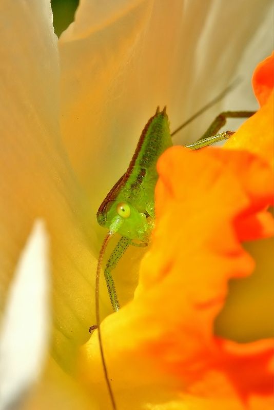 Grasshopper _e0128187_204653100.jpg