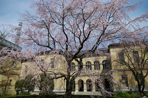 桜便り　～京都府庁旧本館～_a0191088_22303557.jpg