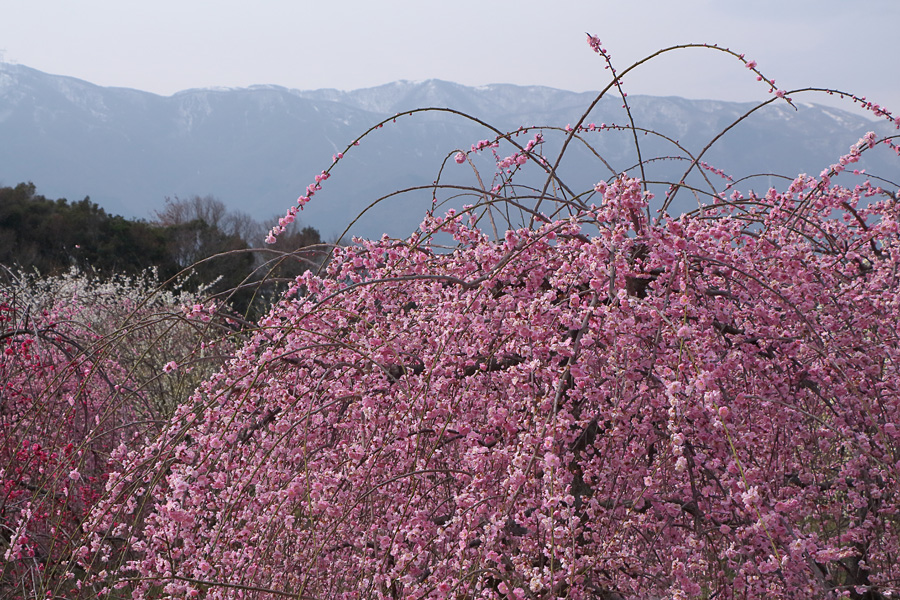 13.03.23：いなべ市梅林公園に今年最後の梅を訪ねて５－完_c0007190_2005481.jpg