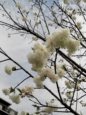 桜さんぽ_d0214690_1543442.jpg