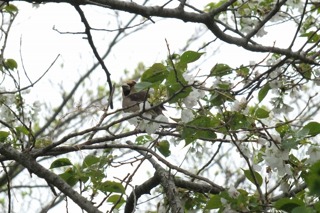 ■　鳥3種　　　13.4.3　　　（メジロ、ヤマガラ、シメ）_e0070891_1933671.jpg