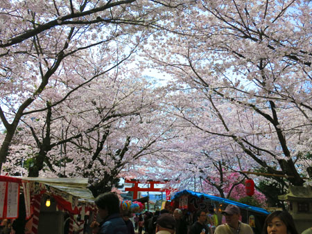 京都の桜はイイ感じな今週。_c0108595_020274.jpg