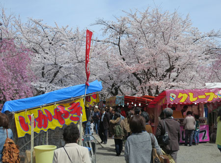 京都の桜はイイ感じな今週。_c0108595_23472334.jpg