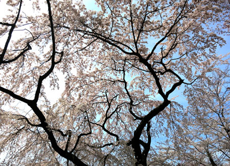 京都の桜はイイ感じな今週。_c0108595_23512766.jpg