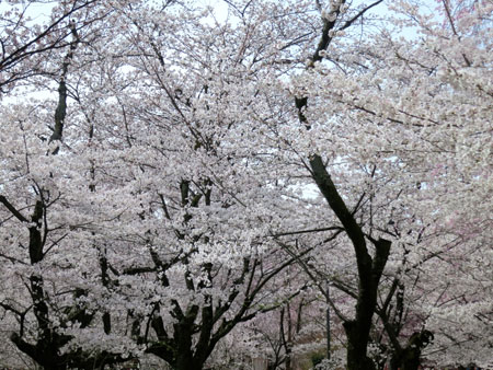 京都の桜はイイ感じな今週。_c0108595_23552516.jpg