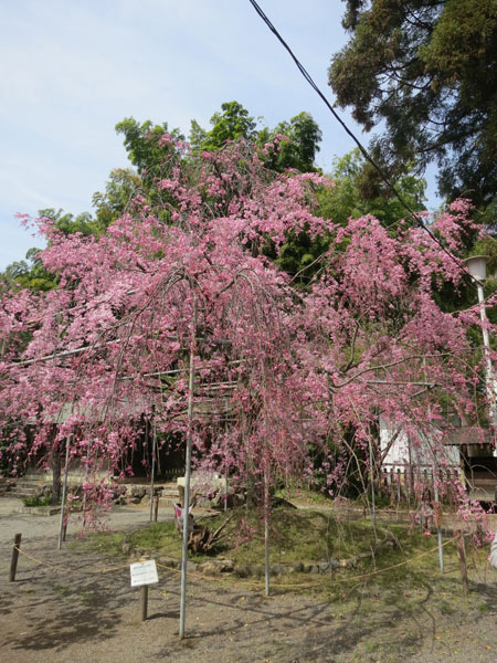 京都の桜はイイ感じな今週。_c0108595_23573530.jpg