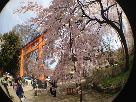 京都の桜はイイ感じな今週。_c0108595_2359378.jpg