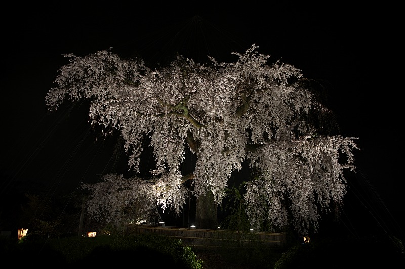 夜桜は雨_e0117096_2142192.jpg