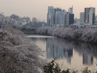 2013年の桜(8)_b0129897_7272261.jpg