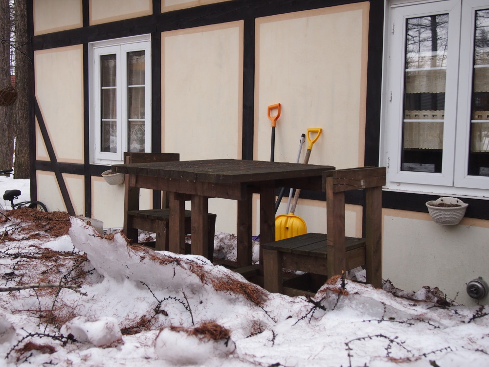 雪の下からクリスマスローズの”新芽”が顔を出しました。_f0276498_17174963.jpg