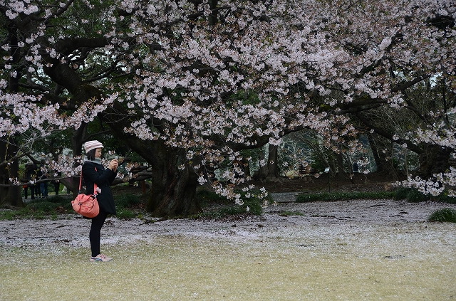 桜吹雪の新宿御苑_a0169902_23103988.jpg