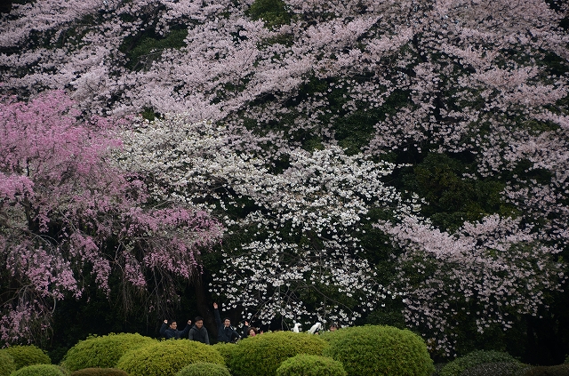桜吹雪の新宿御苑_a0169902_2310876.jpg