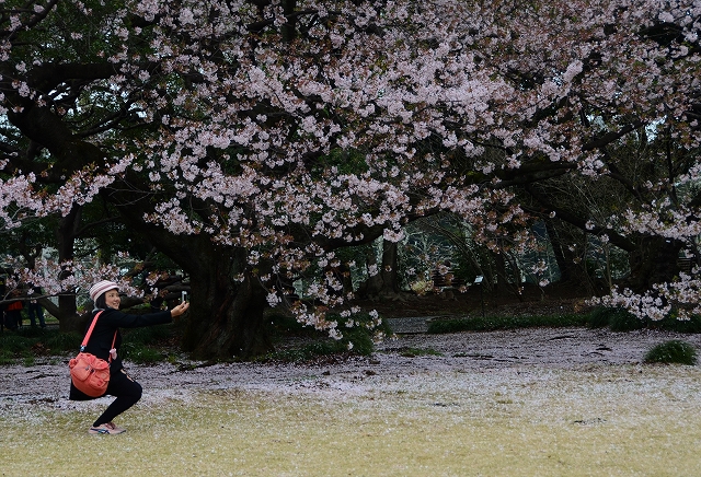 桜吹雪の新宿御苑_a0169902_2391458.jpg