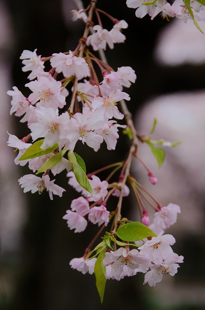 桜吹雪の新宿御苑_a0169902_2394227.jpg