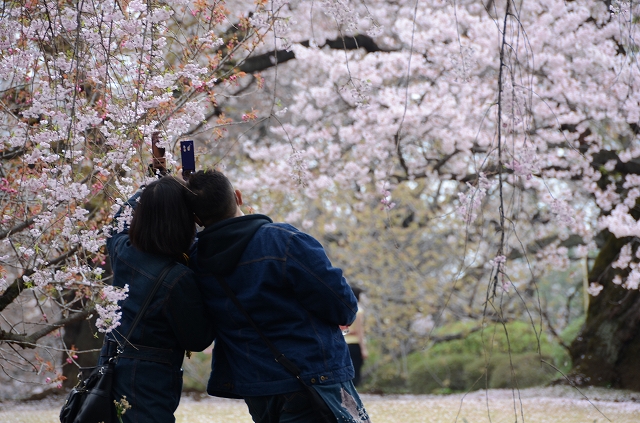 桜吹雪の新宿御苑_a0169902_2395142.jpg