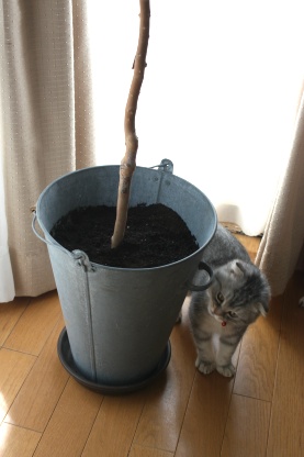 ジャボチカバの植え替え。。_c0178104_14293572.jpg