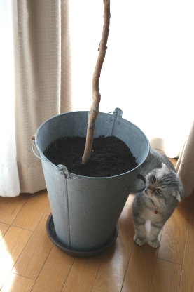 ジャボチカバの植え替え。。_c0178104_14302687.jpg
