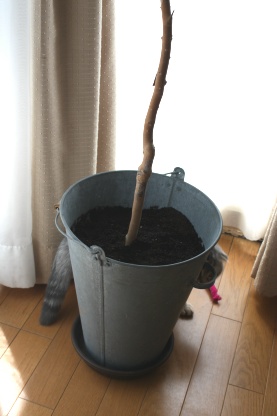 ジャボチカバの植え替え。。_c0178104_14305371.jpg